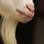 AI-Driven SAR Drafting in Financial Crime Compliance