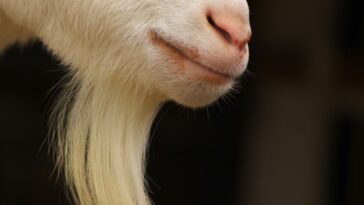 AI-Driven SAR Drafting in Financial Crime Compliance