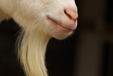 AI-Driven SAR Drafting in Financial Crime Compliance