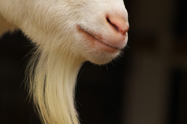 AI-Driven SAR Drafting in Financial Crime Compliance