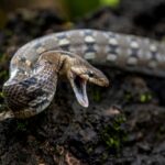 Emerging Fraud Threats