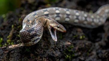 Emerging Fraud Threats