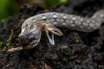 Emerging Fraud Threats