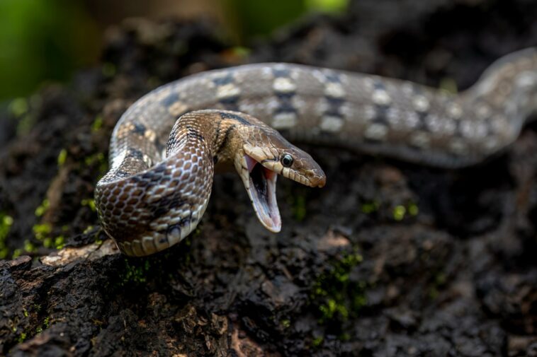 Emerging Fraud Threats